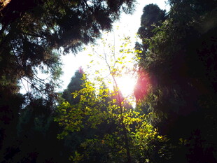 阳光穿透森林绿意盎然