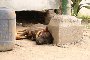 小狗在简易角落安然入睡
