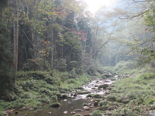 山林间的潺潺溪流