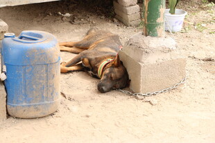 路边酣睡的狗狗