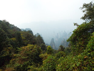 山林间的朦胧绿意景观