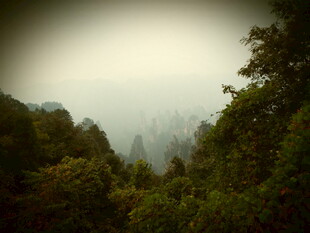 雾中葱郁山林景色