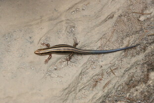 沙地上的蓝尾蜥蜴