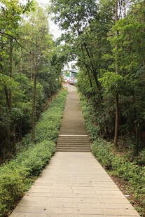 林间漫步步道 绿意盎然