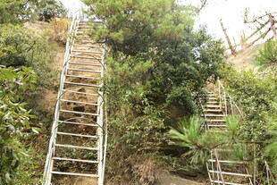 山间木梯穿行绿植间