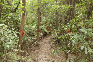 林间小径 绿意盎然的自然