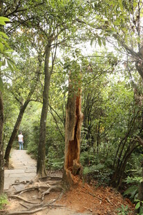 森林中遭雷击受损的树木