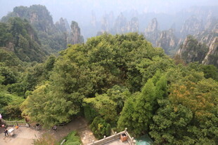 张家界奇峰绿树景观