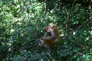 林间休憩的猴子