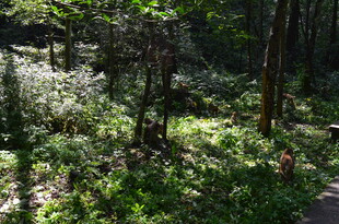 林间绿意盎然的自然景致