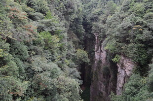 峡谷间的繁茂山林景观