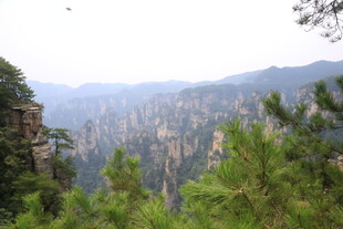 壮丽山景 葱郁松林
