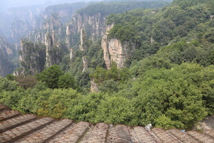 张家界奇峰与葱郁山林