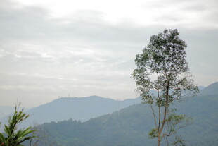 孤树屹立于山峦云海间