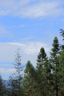 蓝天绿树风景图