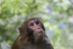 林间猴子特写