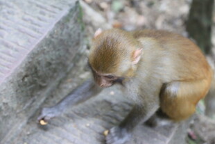 猴子专注进食瞬间