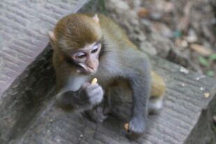 猴子专注进食的瞬间