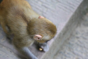 猴子低头专注觅食