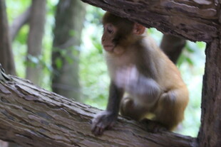 林间猴子坐于树干