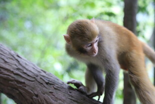 树枝上的猴子