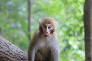 林间猴子独坐