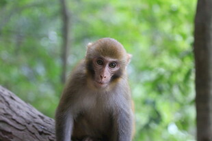 林中独坐的猴子