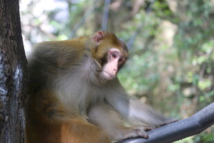 树旁休憩的猴子