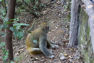 林间独坐的猴子