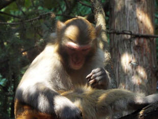 猴子树下专注打理毛发