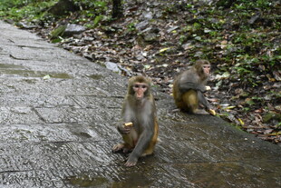 路边的两只猴子