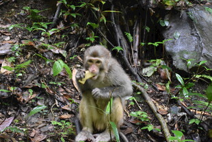 林间猴子抱果