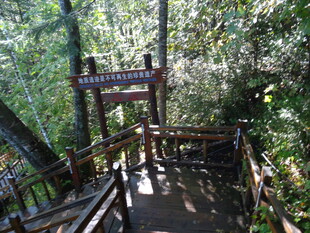 林间木质步道指引标识