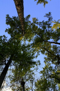 仰视茂密树林的蓝天景象