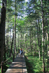 林间漫步木栈道