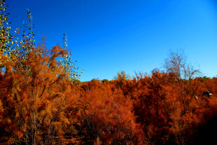 秋日绚烂枫林美景