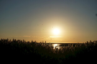 夕阳下的湖畔芦苇美景