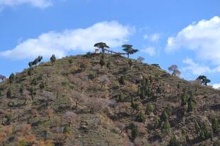 山巅孤松 蓝天白云相伴