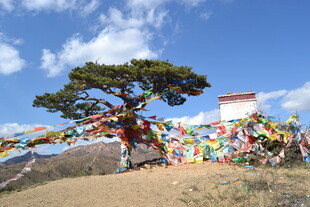 山顶孤松与五彩经幡