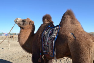 沙漠中的驮物骆驼