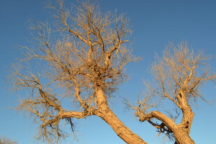蓝天映衬下的枯树