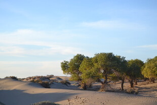 沙漠中的葱郁绿树