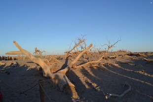 沙漠枯木景观