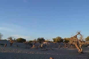 沙漠枯树景观