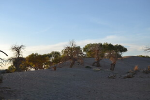 沙漠中的稀疏树木景观