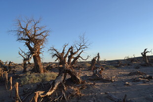 荒漠枯树景观