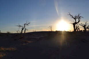 沙漠枯树旁的壮丽日落