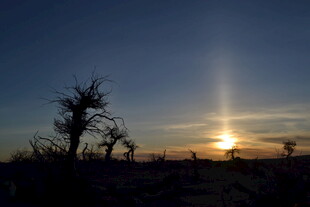 沙漠落日下的枯树剪影