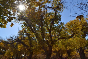 秋日阳光下的繁茂树木