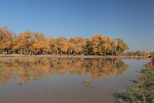 秋日湖畔金黄树林美景